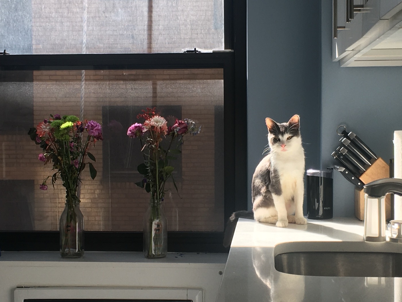 A gray and white cat sitting on a sunny kitchen counter beside two vases of flowers